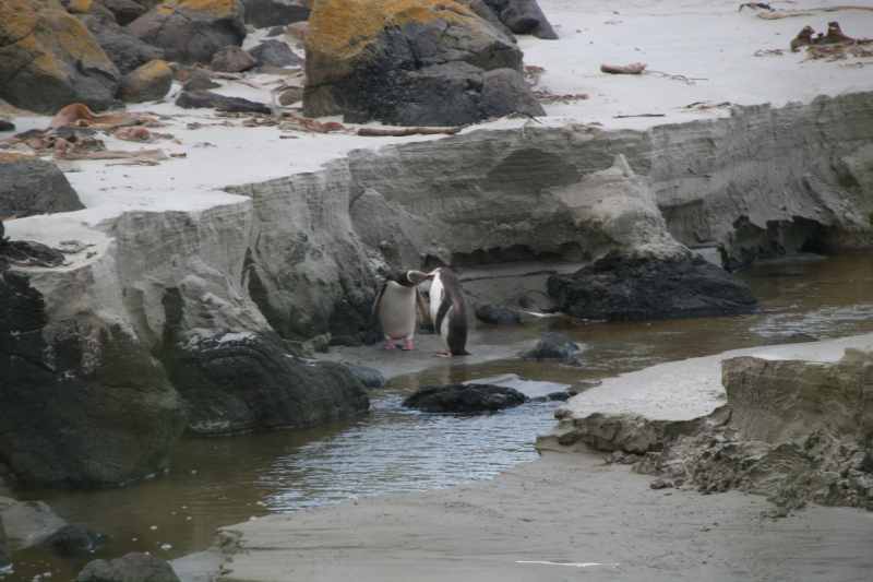 Nieuw-Zeeland 2011 - 2031